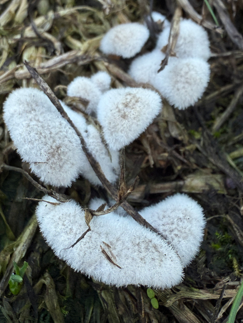 Photo © Sarah Ebdon Schizophyllum commune by Sarah Ebdon